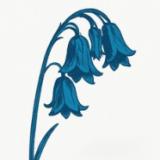 The Bluebells - This Is The Bluebells (2x12")