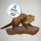 Butch - Life Is Deadly