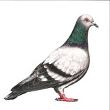 Les Hommes-Boîte - La Copie D’un Autre