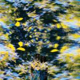 CHATON LAVEUR - LABYRINTHE