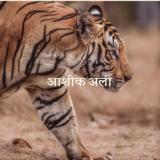 Subb-an - Lotus Rising - आशिक अली LP