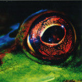 T D Q (royal- T, Dj Q And Flava D - Day And Night