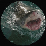 Krotone - KROTONE005