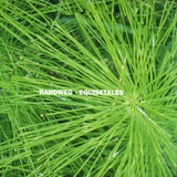 Randweg - Equisetales