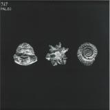 747 - Paleo 2x12"