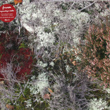 Fursaxa - Mycorrhizae Realm