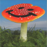 Nathan Melja & Flørist - Wonderland