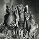 Bardo Todol, M.M. Peres and Úgjü Sectas - Odzer