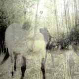 Bart De Paepe - Pagus Wasiae