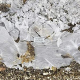 TIM BARNES - LOST WORDS