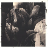 Roseen vs Dinamite - Episode II