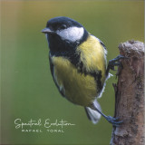 Rafael Toral - Spectral Evolution LP
