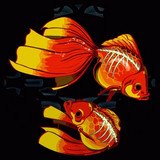 Frost, Arnaud Bonzini - Groovy Feelings Under A Bad Pressure