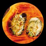 DEAS - Drifted Off EP