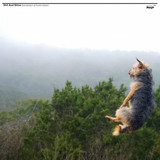 Shit And Shine - Everybody's A Fuckin Expert