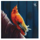 Mushrooms Project / Almunia - Xxx 003