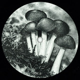 Va ( Anamorph & Zepovek , Kaitaro ,  Plantae ) - 2 Years Of Sakadat