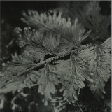 ssabae - le roi est l’oiseau LP