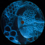 Oliver Ho & James Ruskin - Mutate & Survive Ep