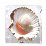 Andras - Scones / Scallops 7"