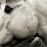 BONNY LIGHT HORSEMAN - BONNY LIGHT HORSEMAN