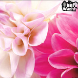 Alessandro Diga - Dahlia Ep