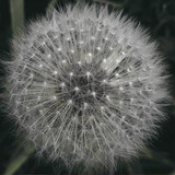 Leviation - Meanwhile Gardens