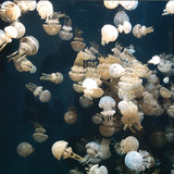 Marie Davidson & Invisible Church - Whatever Makes You Feel Safe