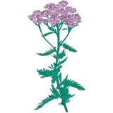 Patricia Wolf - Music To Watch Seeds Grow By 009: Patricia Wolf (Yarrow) (Tape)