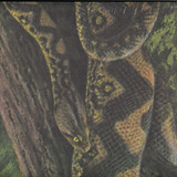 Rainforest Spiritual Enslavement - Ambient Black Magic (3x12")