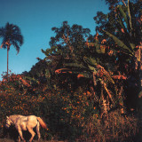 JOGADA - Cavalo