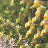 Imaginary Softwoods - The Notional Pastures Of Imaginary Softwoods LP