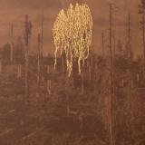 Petrozavodsk - Forest Fire LP