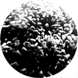 Various - Salespack Incl. 012 / 013 / Laq 04