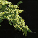 Digitaline - Anticlockwise 2x12"