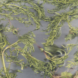 Small Crab - Flowing with Honey