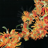 Argenis Brito - Micro Mundo 2x12"