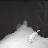 Vargdod (varg + Celldod) - Brutal Discipline