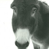 Mollono.bass & Ava Asante - Goldenbaum E.p.