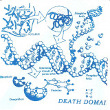 Death Domain - Ethidium Bromide
