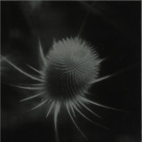 ssabae - azurescens LP