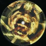 Dermaptera - 4