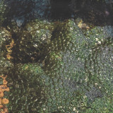 Supreems - Nachtschone 2x12"