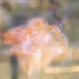 pondlicker - Soft Focus