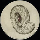 Roberto - Prolecanites Gurleyi