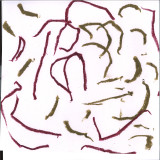 Brunnera - Brunnera LP