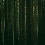 Paper Kites - Evergreen