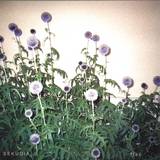 Sekuoia - Flac