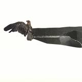 Dreamboat - Dreamboat