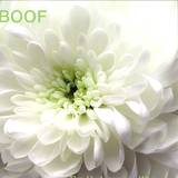 Boof - The Hydrangeas Whisper